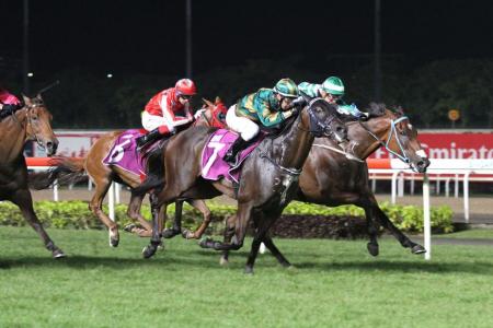 Circuit Land (No. 7) beating reigning Horse of the Year Infantry (partly obscured) in the Group 2 Chairman’s Trophy race over 1,600m at Kranji on April 27. 