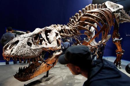 Real-life 67 million-year-old T.rex goes on show in Paris museum