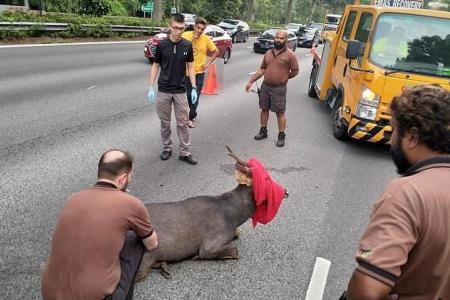 Widl sambar deer put down after accident on BKE