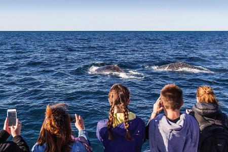 Top whale-watching spots in Sydney and elsewhere in New South Wales