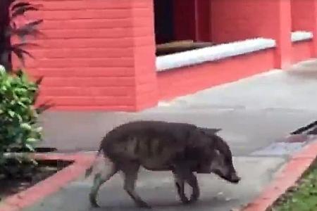 Wild boar seemingly at home at HDB estate