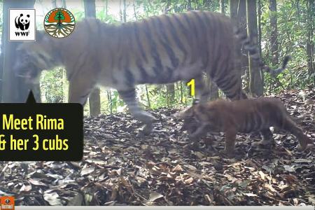 Rare  footage of Sumatran tigers raises conservation hopes