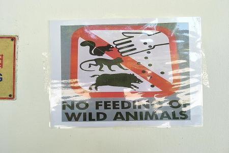 Most Singaporeans support ban on feeding of wild animals