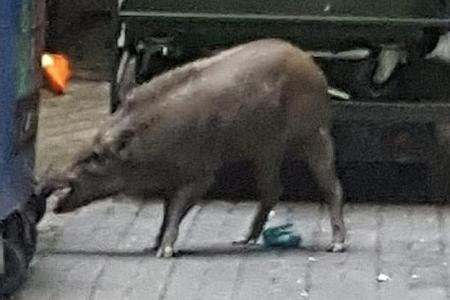 boar attacks punggol trapped right