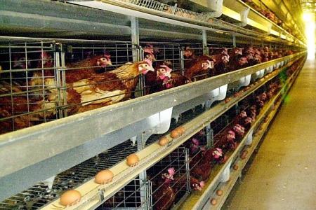 Record $26.9m fine for price-fixing poultry suppliers