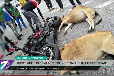  Ducati rider in coma after being trampled by cows in Malaysia