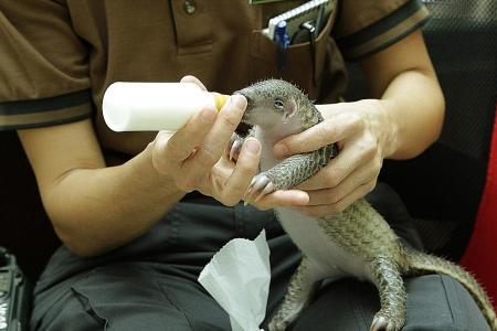Baby pangolin rescued 2 years ago released into the wild