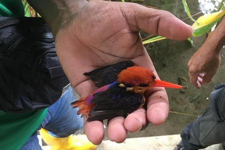 Rarely-seen kingfisher released back into wild