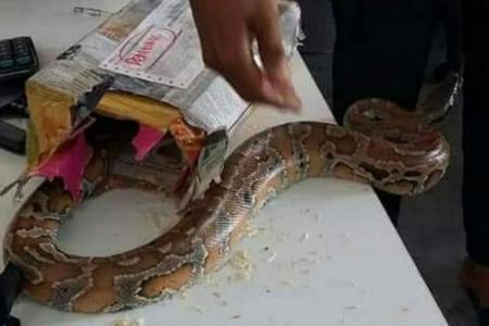 Live python shipped in parcel in Malaysia