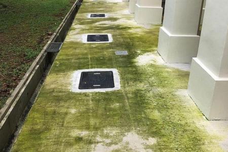 Algae growth on concrete flooring at Woodlands HDB blocks