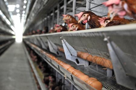 S&#039;poreans may face higher egg prices soon
