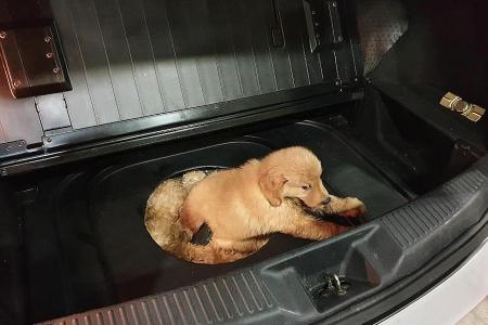 Man caught trying to smuggle 12 puppies. 3 of which died