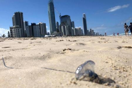 A photo by the Queensland Ambulance Service shows a bluebottle jellyfish washed-up on Surfer&#039;s Paradise beach in Queensland, Australia, on Jan 6, 2019.