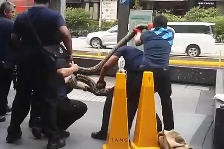 3-metre-long python captured at Orchard Road