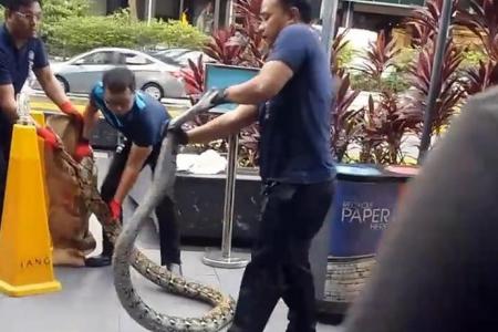 3 metre-long python shocks in Orchard rd AVA investigates mishandling