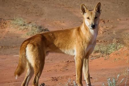Dingoes put down after French tourists mauled on Australian island