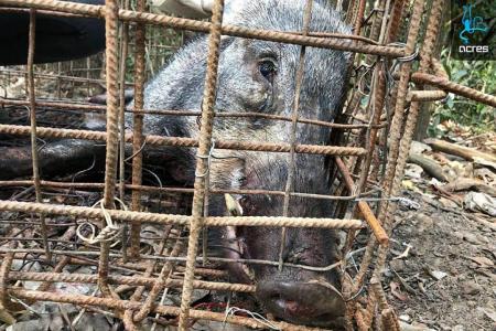 Boar dies after being caught by illegal trap