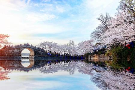 Beautiful cherry blossom spots you wouldn&#039;t want to miss this spring