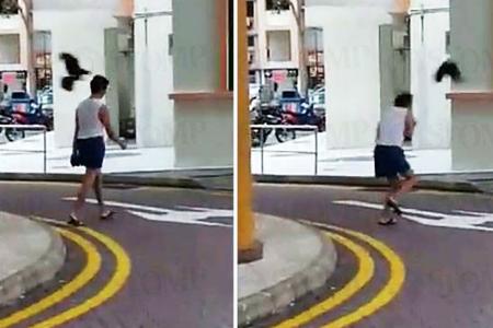 Crows around fallen fledgling attack passers-by in Toa Payoh