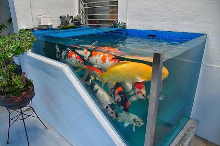 HDB rejects owner’s appeal to keep unusual koi pond