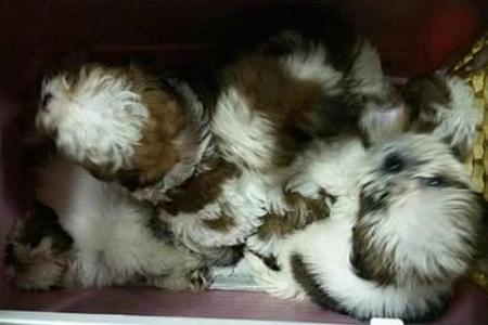 Man helps smuggle 23 puppies, 10 die of disease, another put down