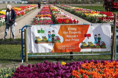 Dutch tulip forecast: Brilliant, with a chance of ugly tourists