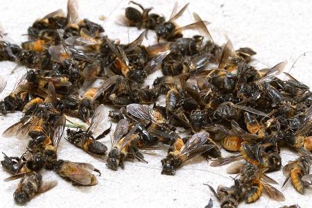 Fernvale resident terrorised by bees: I felt my life was in danger