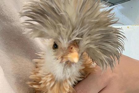 Search for four stolen pet chickens continues