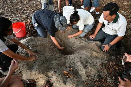 Turtle eggs rescued from East Coast Park