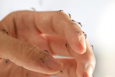NEA to test releasing Wolbachia mosquitoes via drone