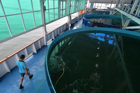 New floating fish farm opens here