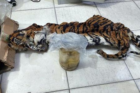 Suspected poachers of pregnant tigers nabbed
