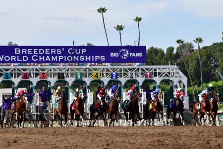 Horses taking off from the barriers in one of last month’s Breeders’ Cup races at Santa Anita racetrack in Arcadia.