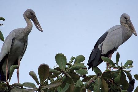 Sight of openbill storks thrills birdwatchers in Singapore