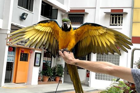 Macaw rescued after 24 hours, with help from crane operator