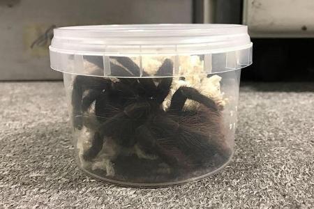 NTU student fined for keeping tarantulas and other animals in HDB flat