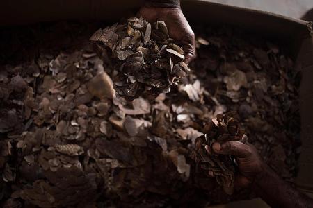 Malaysia makes massive seizure of pangolin scales