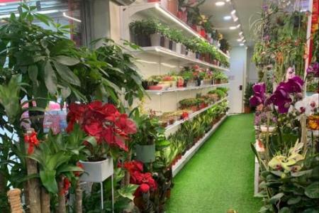 Sales of indoor plants shoot up ahead of stay-home orders