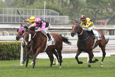 Third Horse of the Year title beckons for Beauty Generation