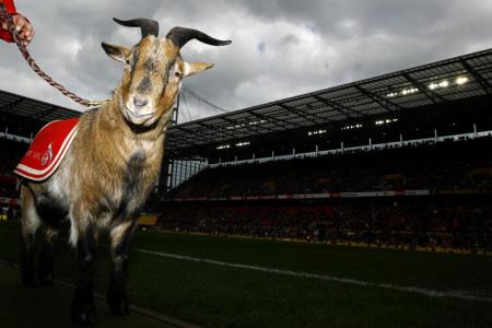 You're kidding me: Cologne without goat mascot for league restart