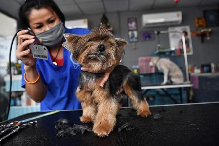 Pet services like basic grooming, physiotherapy to resume from June 2