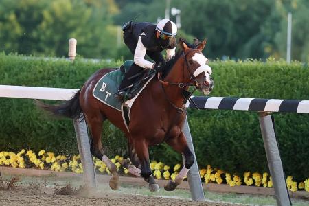 Tiz the Law hot for Belmont