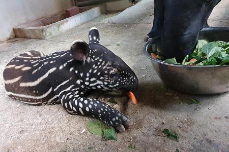 A star is born: Male Malayan tapir calf new addition to Night Safari