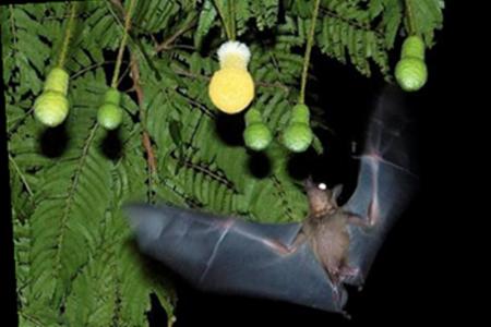 Take precautions after coming into contact with a bat: Experts