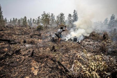 Total forested area burnt in Indonesia bigger than Netherlands