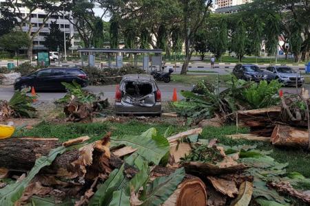 Fallen tree damages cars, motorcycles in Toa Payoh