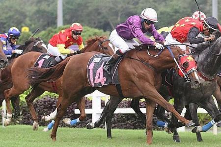 Karisto can strike in Colonial Chief Stakes