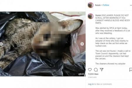 Dead cat found with leg cut off 'appalling case of cruelty'