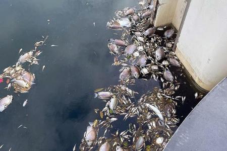 Sentosa waterway turns pinkish-purple, dead fish found near the banks