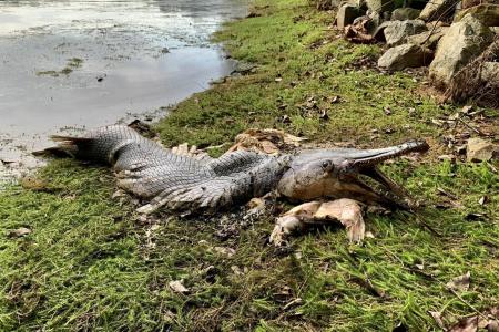 Carcass of non-native alligator gar spotted at MacRitchie Reservoir